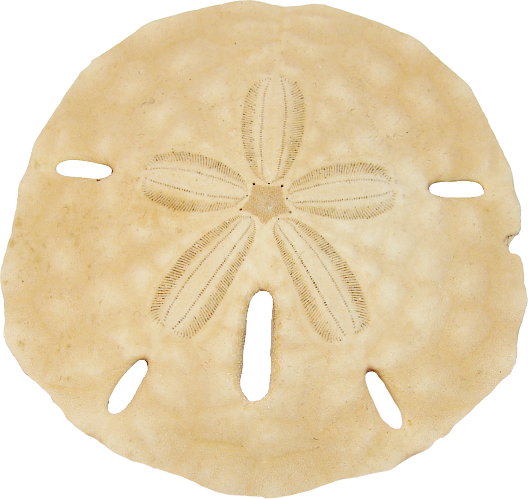 Dollar Sand Keyhole Transparent PNG Image