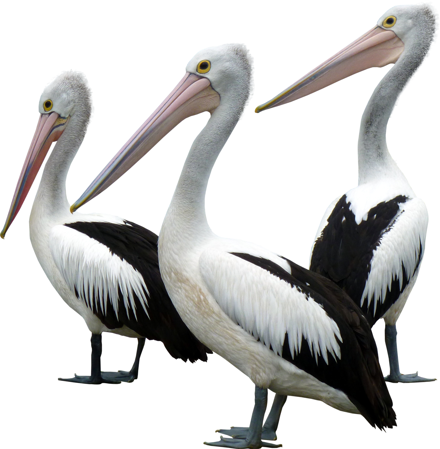 Ocean Birds Transparent PNG Image