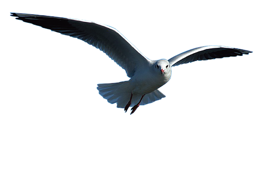 Ocean Birds Transparent PNG Image