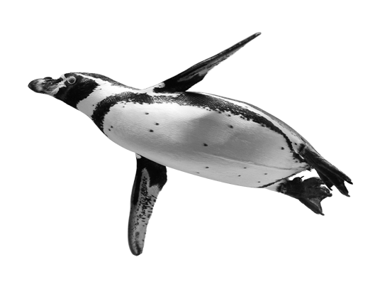Ocean Birds Transparent PNG Image