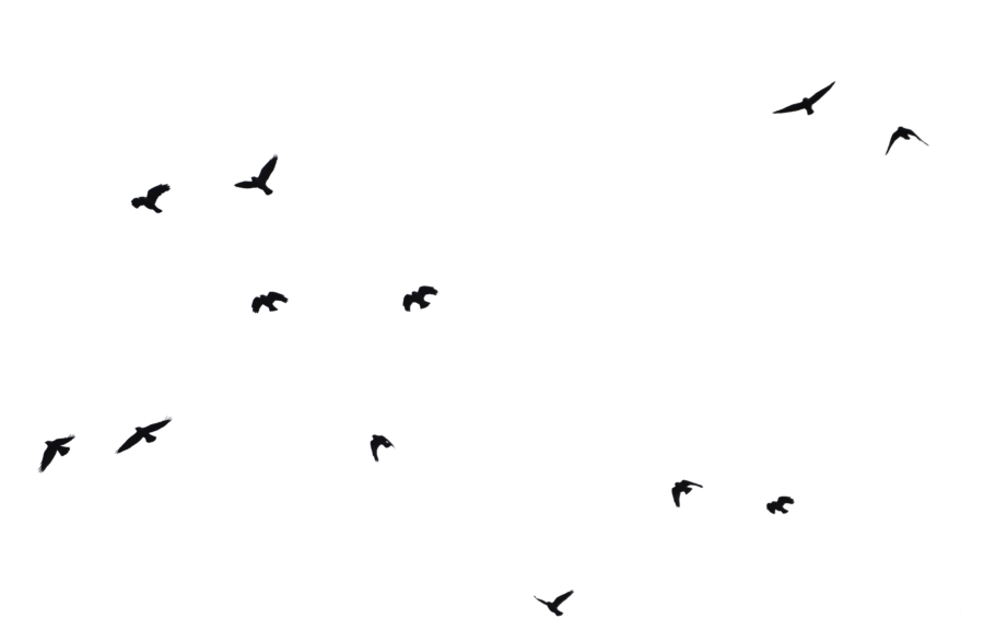 Ocean Birds Transparent PNG Image