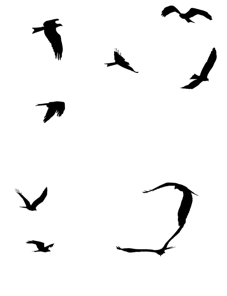Ocean Birds Transparent PNG Image
