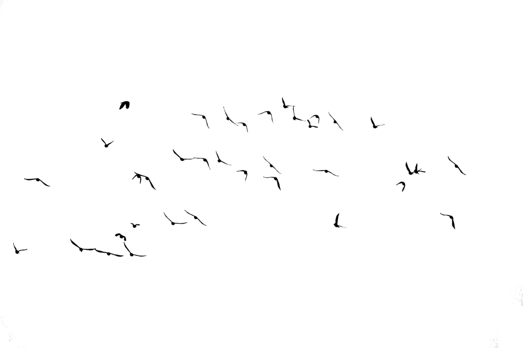 Ocean Birds Transparent PNG Image