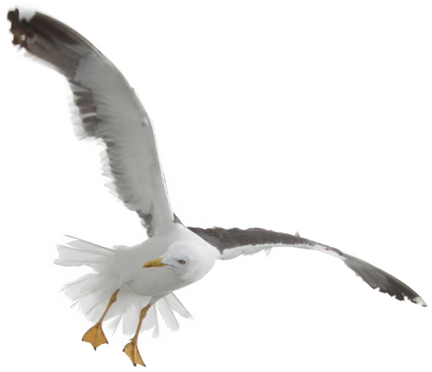 Ocean Birds File Transparent PNG Image