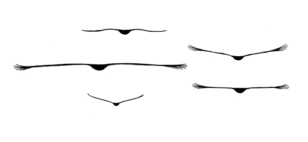 Ocean Birds Transparent PNG Image