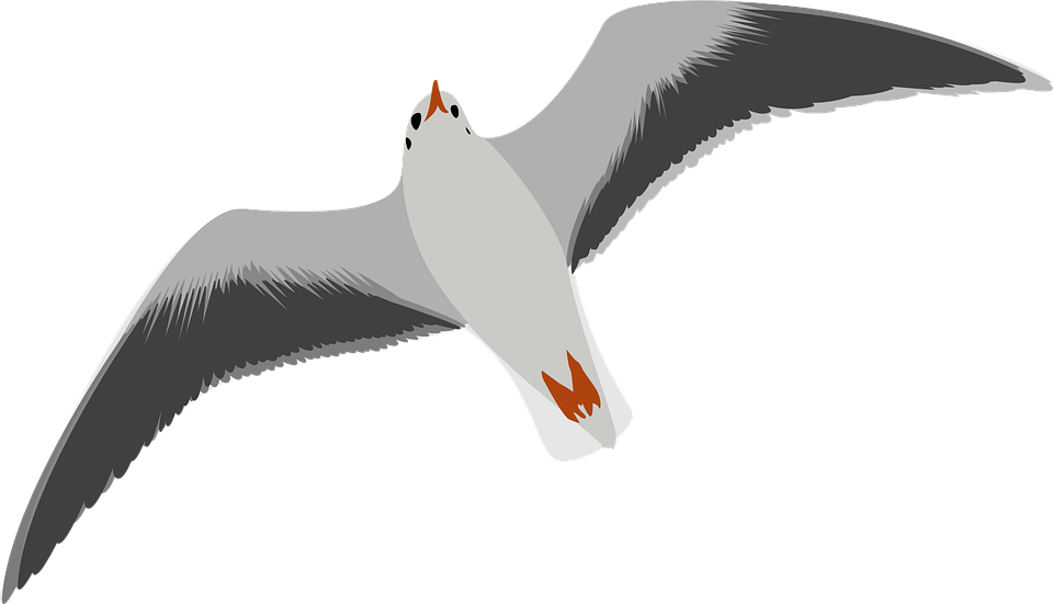 Ocean Birds Transparent PNG Image