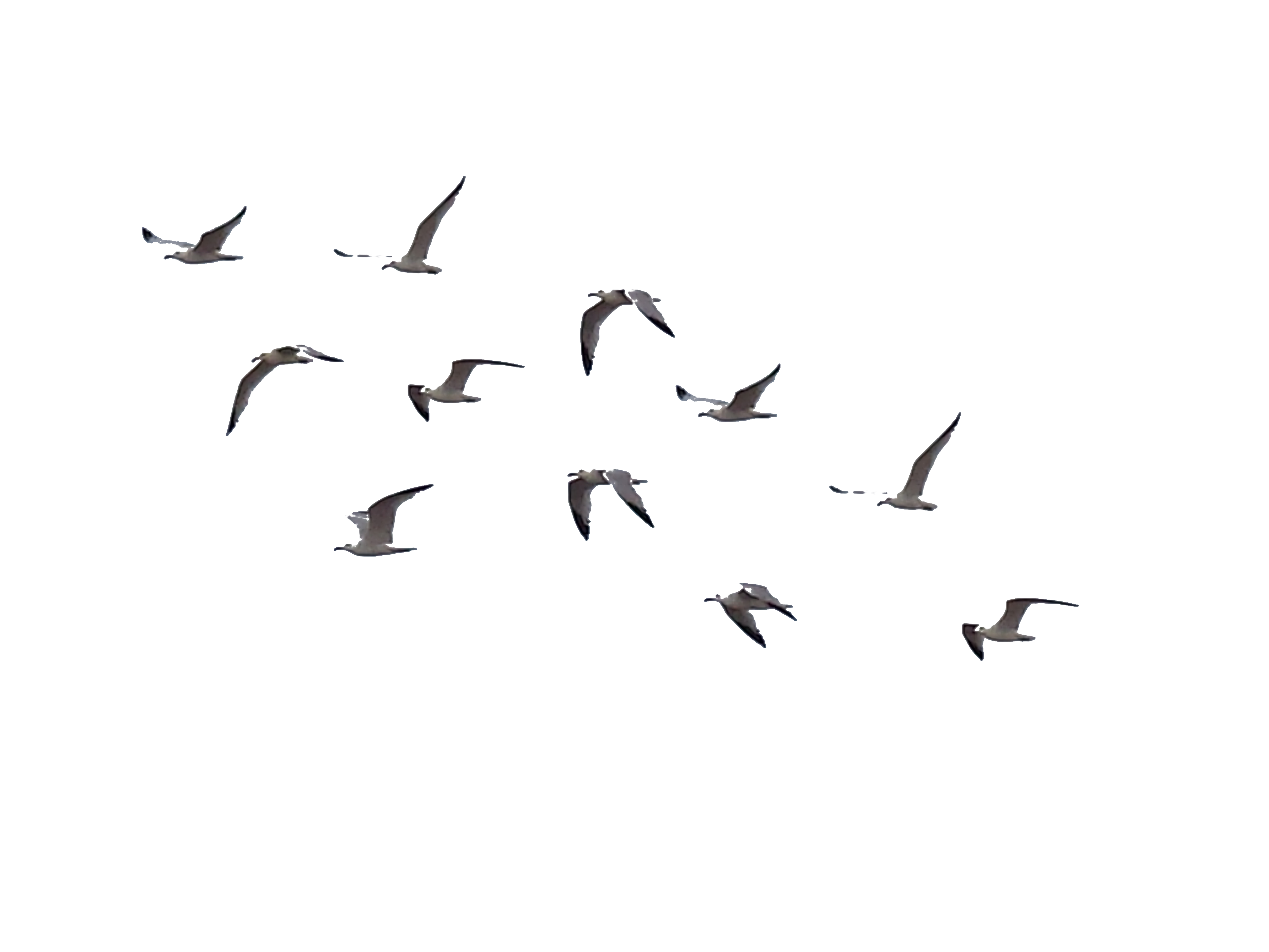 Ocean Birds Transparent PNG Image
