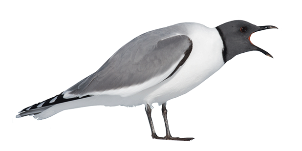 Ocean Birds Transparent PNG Image