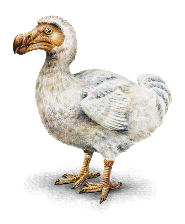 Ocean Birds File Transparent PNG Image