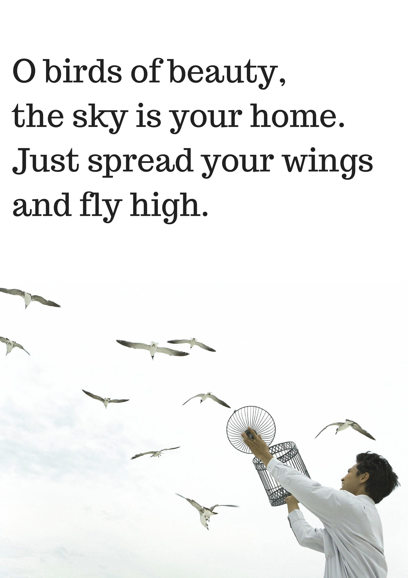 Ocean Birds File Transparent PNG Image