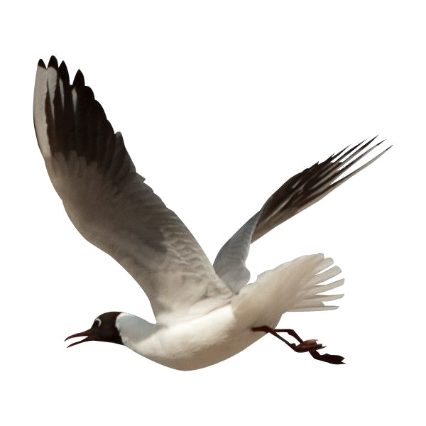 Ocean Birds Transparent PNG Image