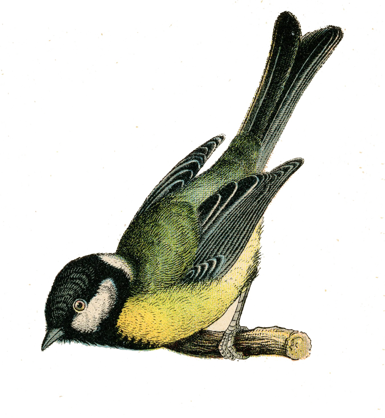 Fairy Bird Transparent PNG Image