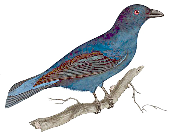 Fairy Bird Transparent PNG Image