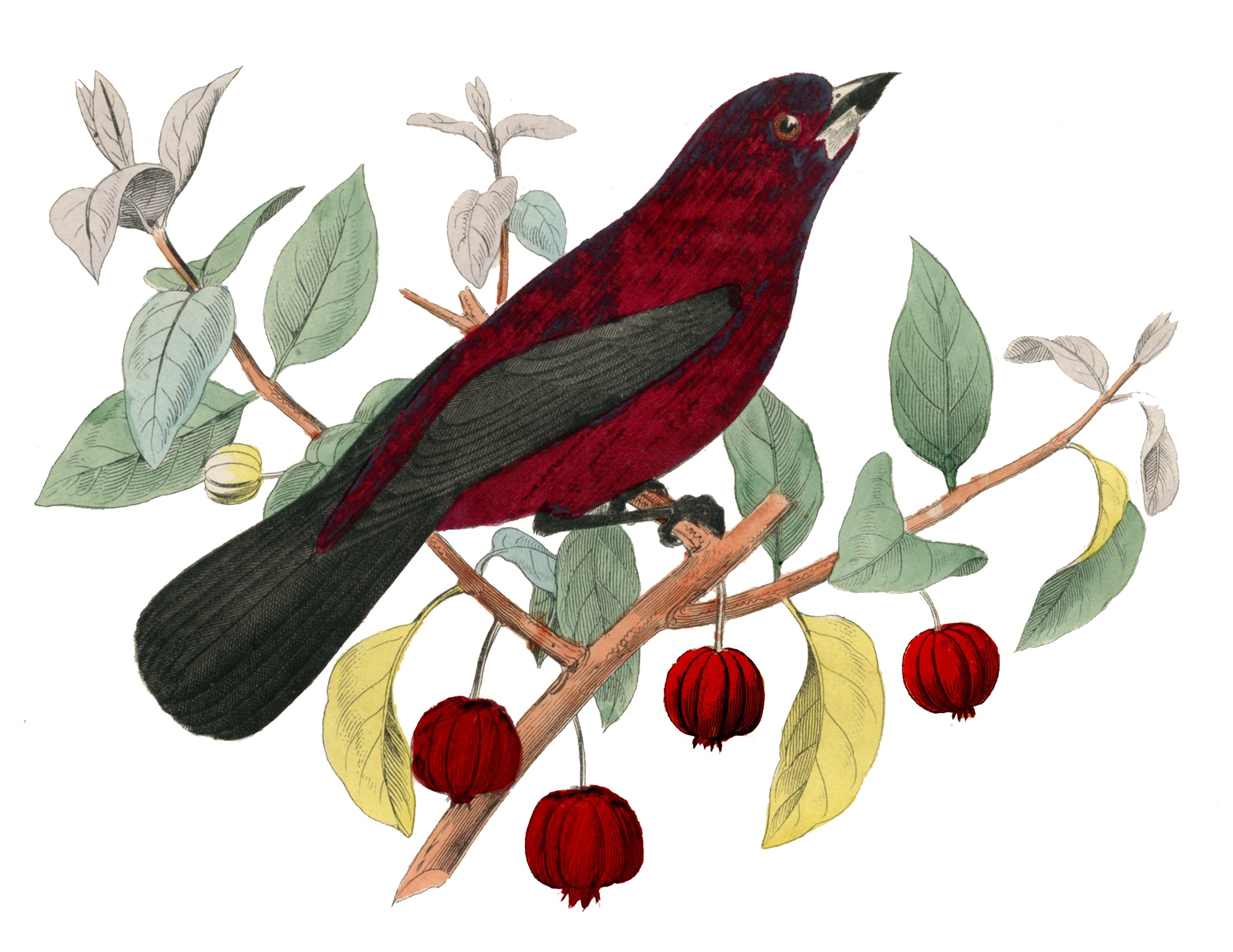 Fairy Bird Transparent PNG Image