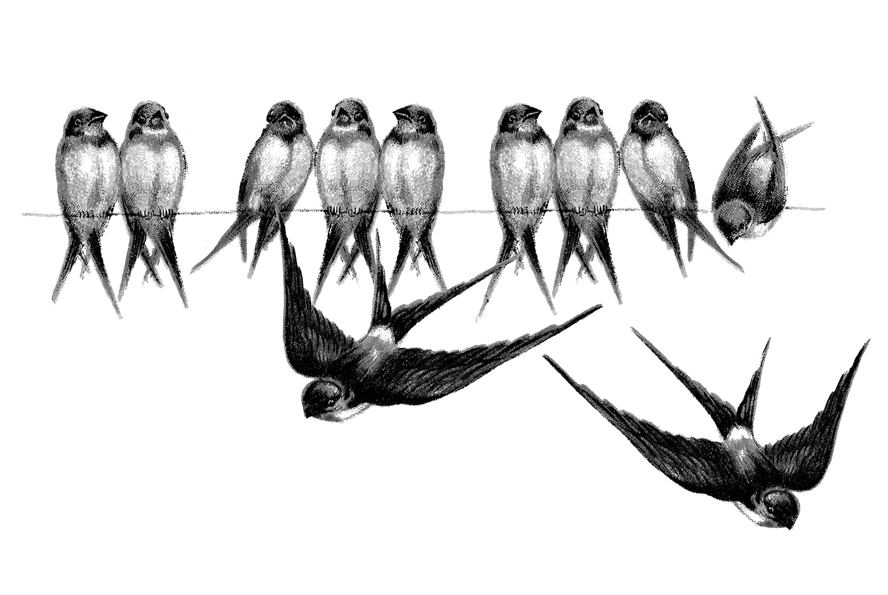 Fairy Bird Transparent PNG Image