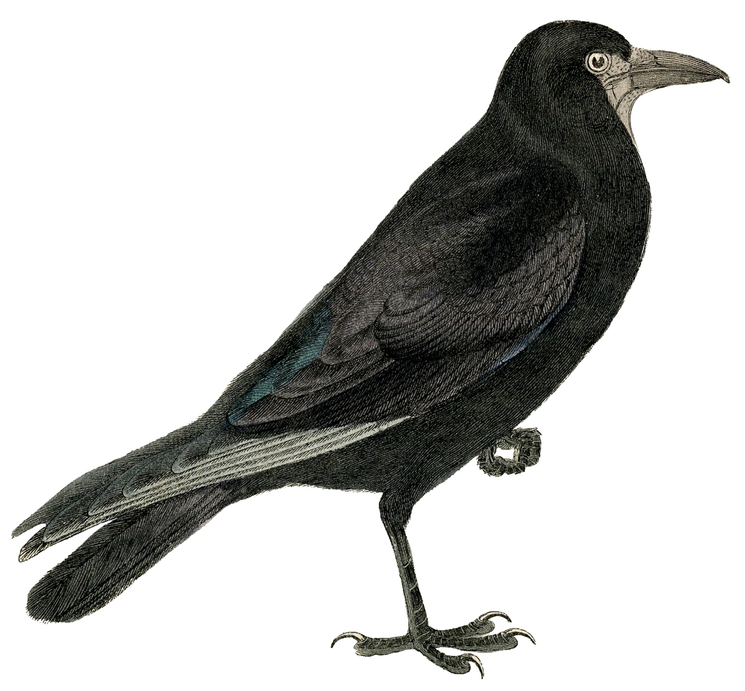 Fairy Bird Transparent PNG Image