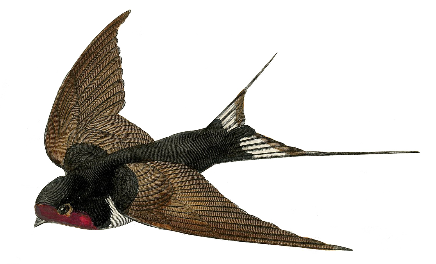 Fairy Bird Transparent PNG Image