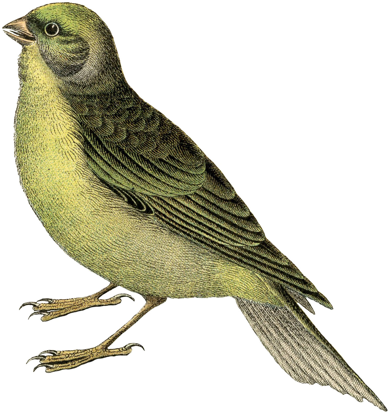 Fairy Bird Transparent PNG Image