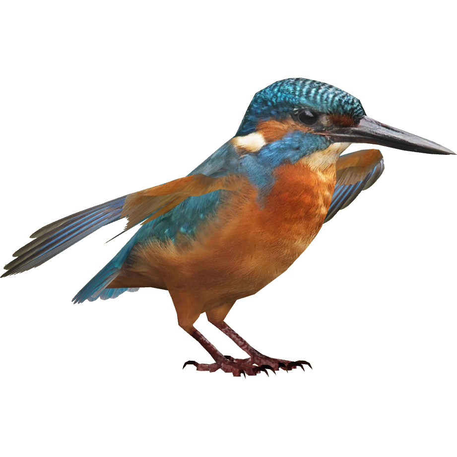 Kingfisher Transparent PNG Image