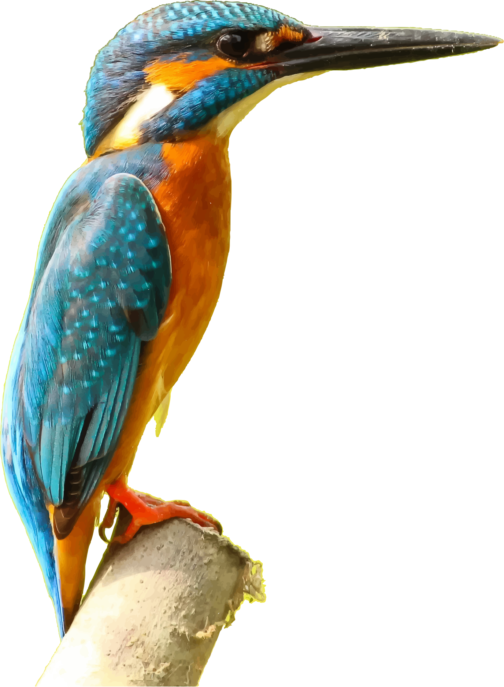 Kingfisher Transparent PNG Image