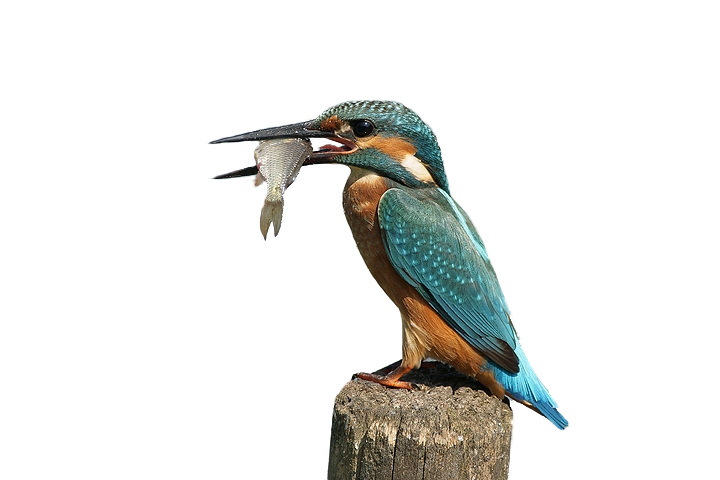 Kingfisher Transparent PNG Image