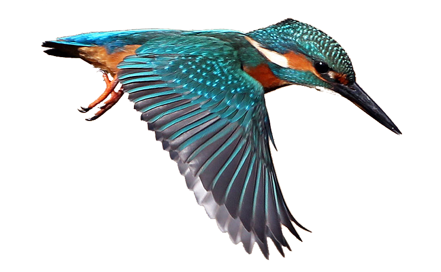 Kingfisher Transparent PNG Image
