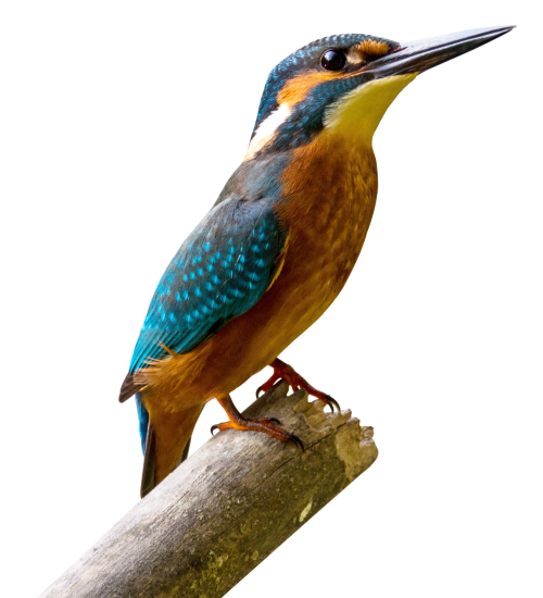 Kingfisher Transparent PNG Image