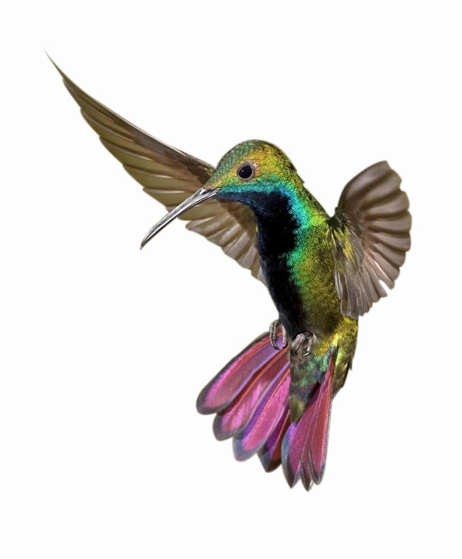 Kingfisher Transparent PNG Image