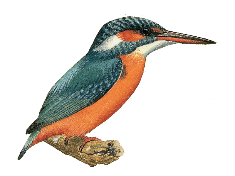 Kingfisher Transparent PNG Image