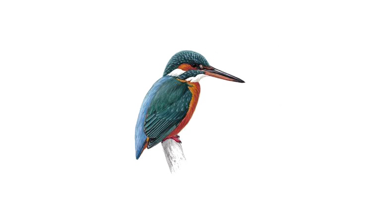 Kingfisher Transparent PNG Image
