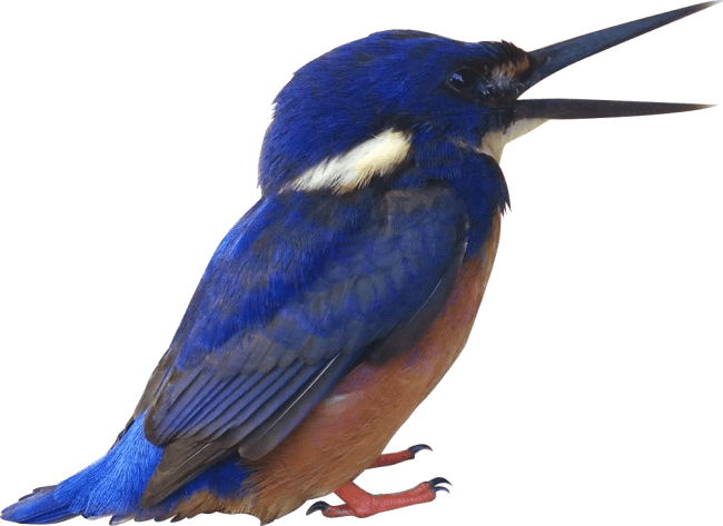 Kingfisher Transparent PNG Image