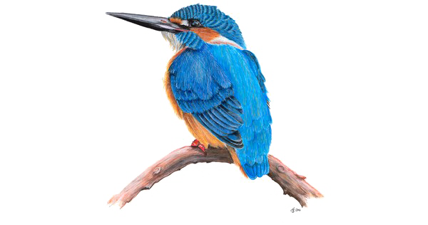 Kingfisher Transparent PNG Image