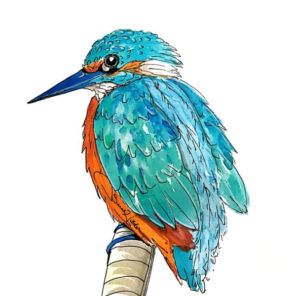 Kingfisher Transparent PNG Image