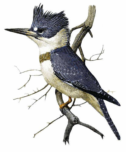 Kingfisher Transparent PNG Image