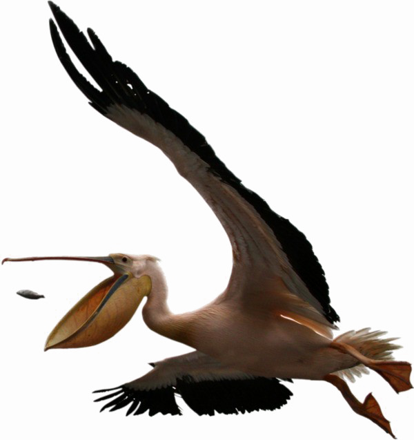 Pelican Transparent PNG Image