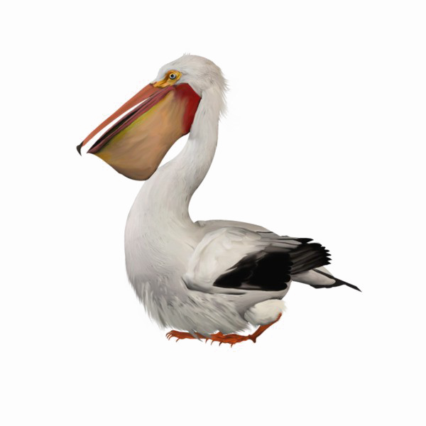 Pelican Transparent PNG Image
