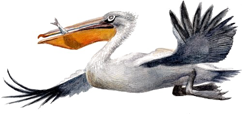 Pelican Transparent PNG Image