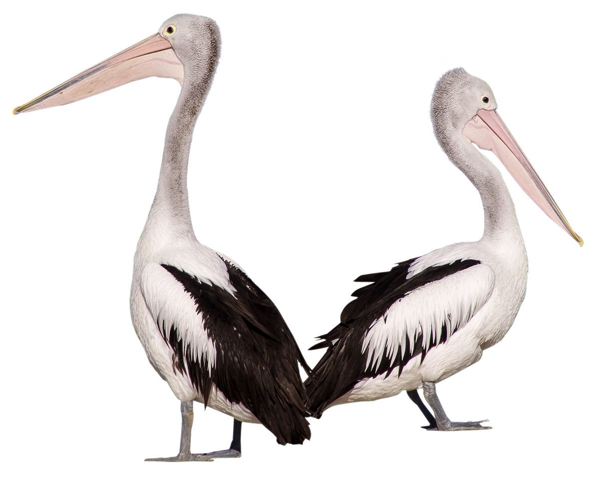 Pelican Transparent PNG Image
