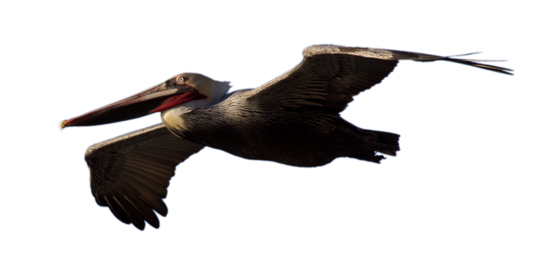Pelican Transparent PNG Image
