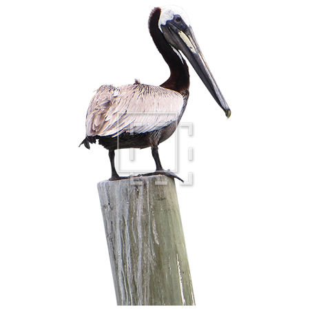 Pelican Transparent PNG Image