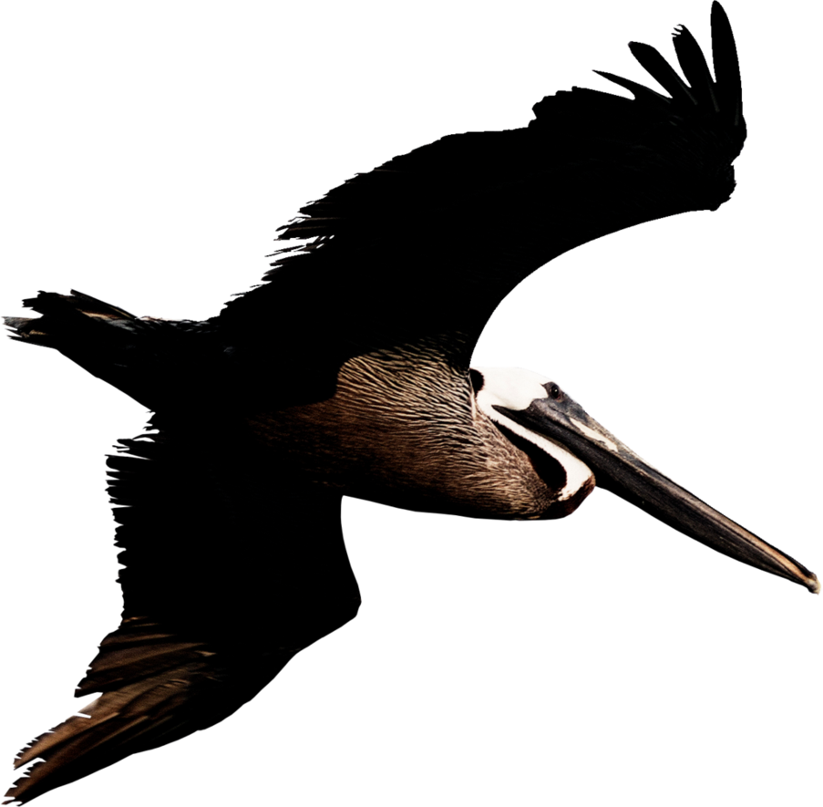 Pelican File Transparent PNG Image