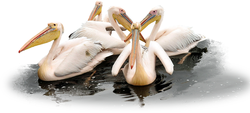 Pelican Transparent PNG Image