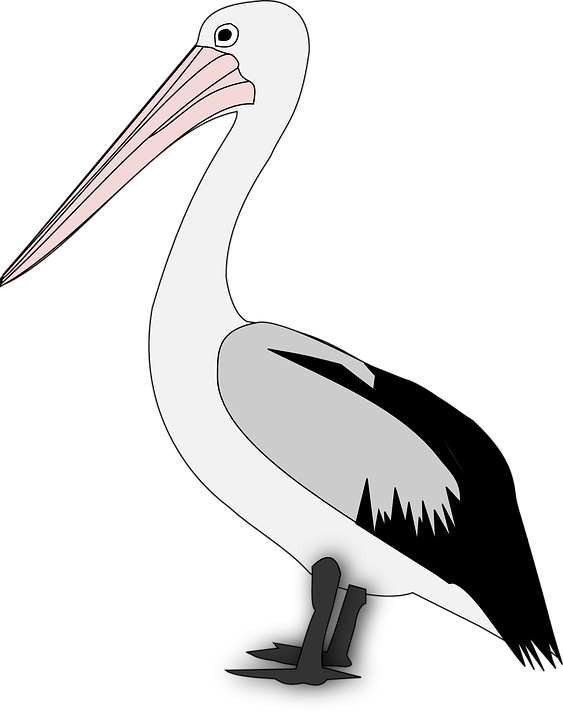 Pelican Transparent PNG Image
