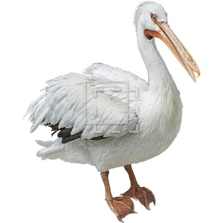Pelican Transparent PNG Image
