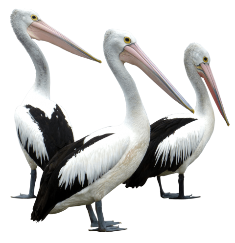 Pelican Transparent PNG Image