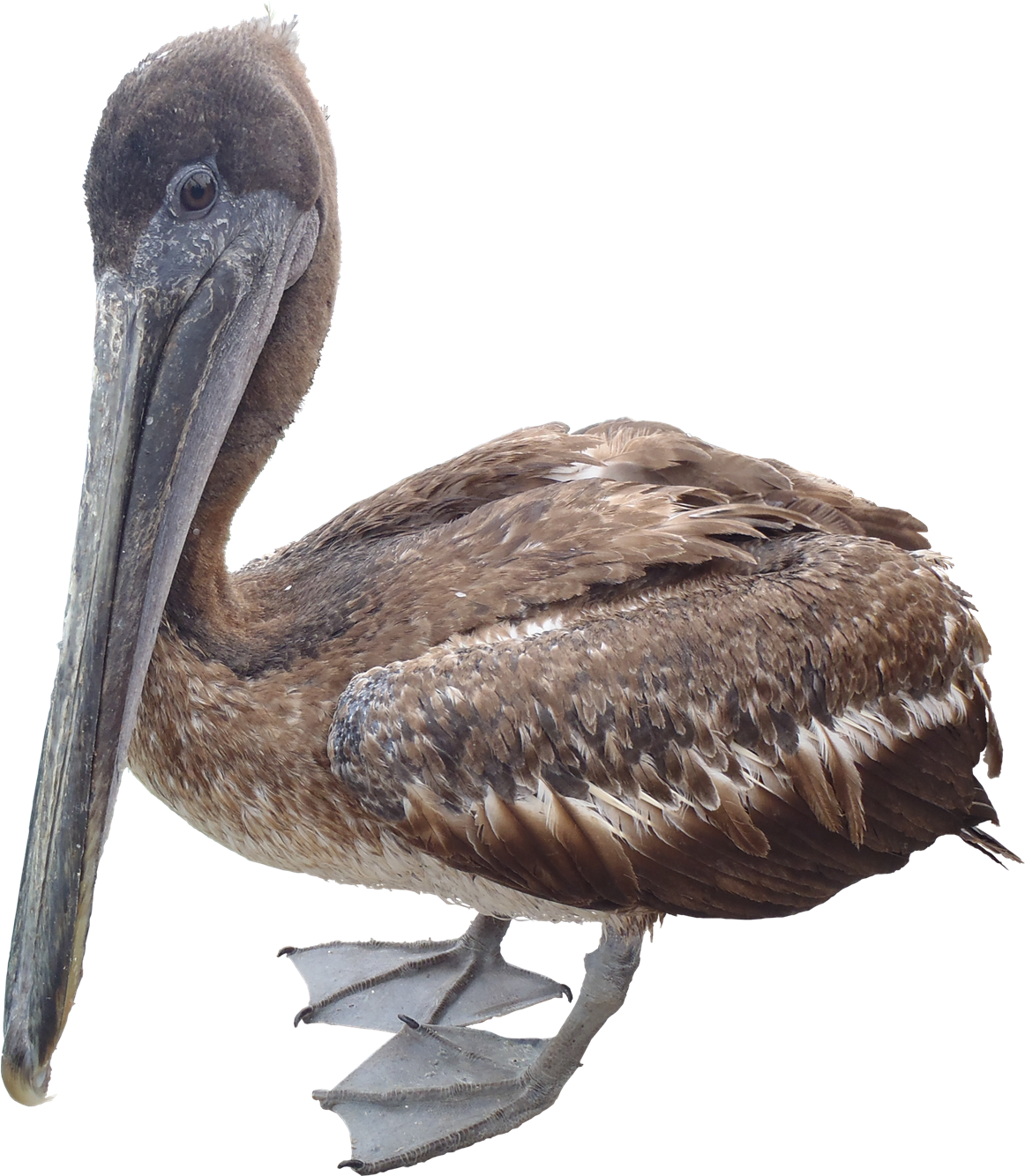 Pelican Transparent PNG Image