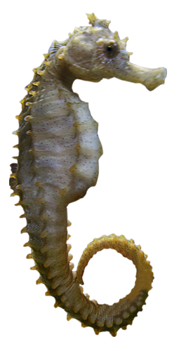 Seahorse Transparent PNG Image