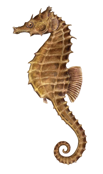 Seahorse Transparent PNG Image