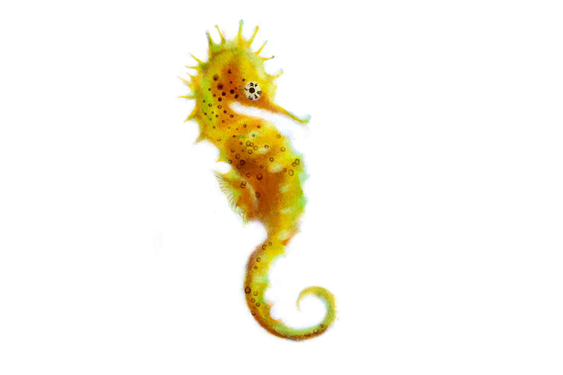 Seahorse Transparent PNG Image