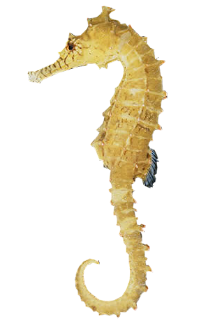 Seahorse Transparent PNG Image